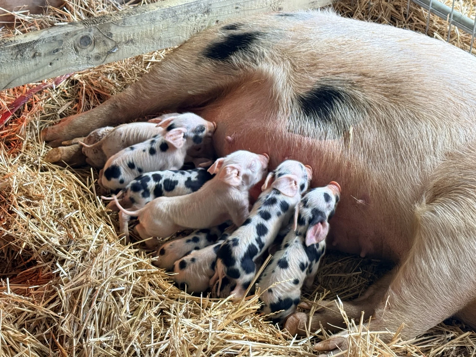 Our piglets feeding beside their mother on straw at Demesne House Smallholding