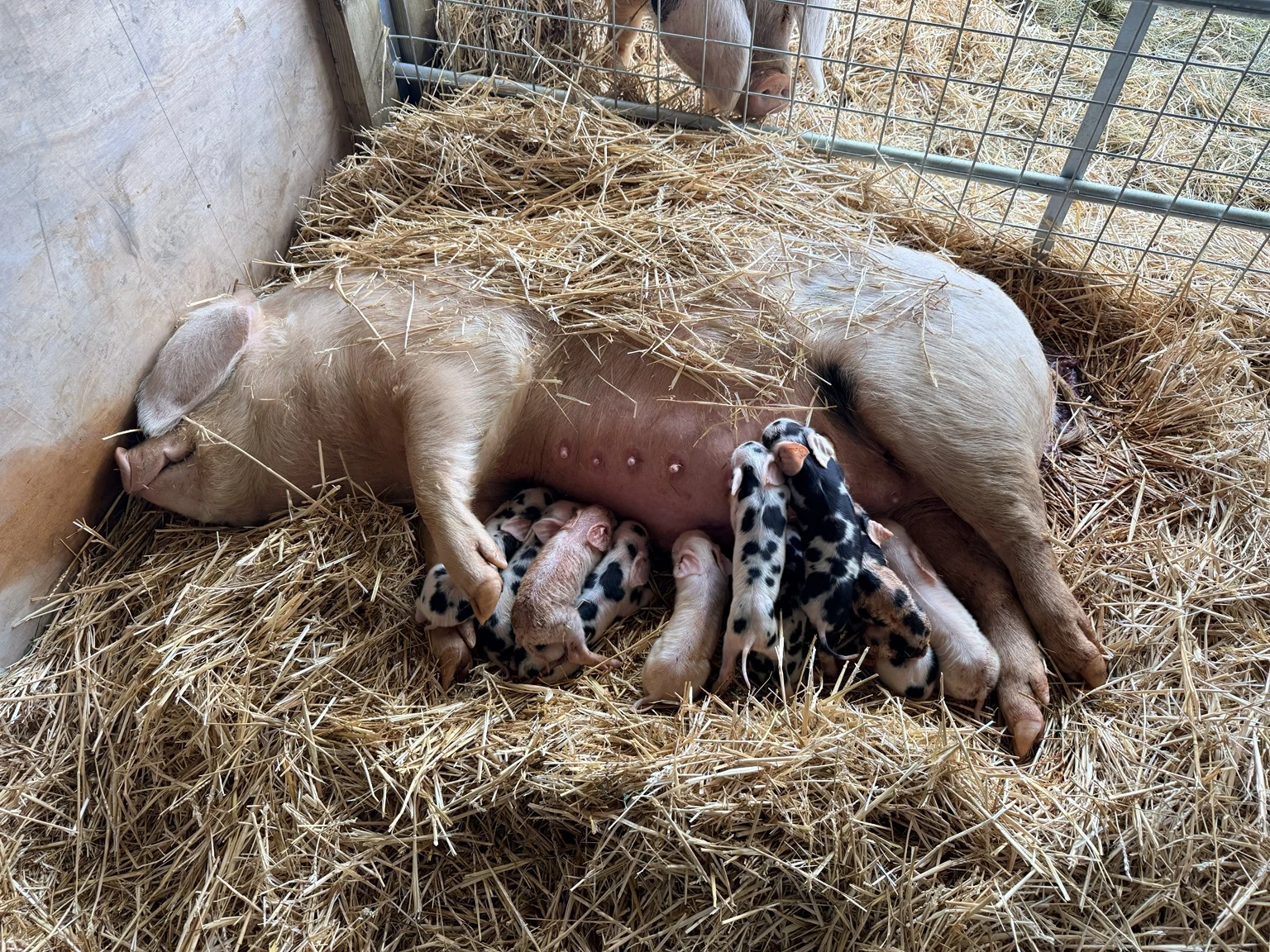 Our sow resting on straw with her litter of piglets at Demesne House Smallholding